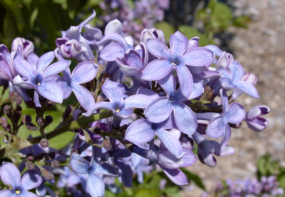 Syringa vulgaris "Wedgewood Blue"
